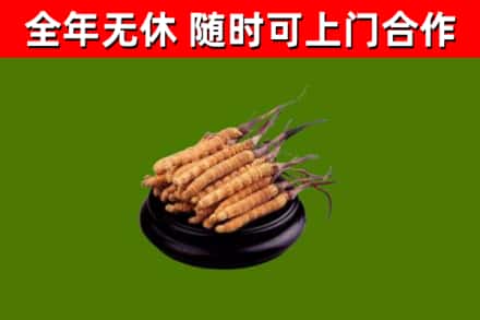 黄石回收散虫草