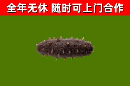 黄石回收海参干